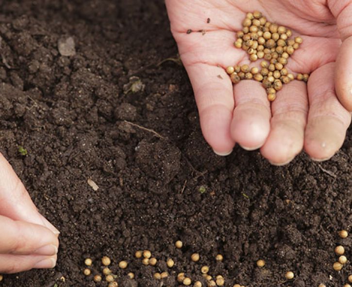 Zaaien en planten