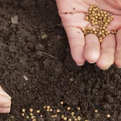 Zaaien en planten
