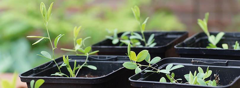 Lathyrus tuberosus (aardaker): eetbare schoonheid in je tuin