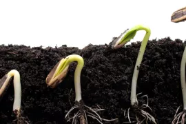 Zelf zaaipotjes maken (video)