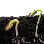 Zelf zaaipotjes maken (video)