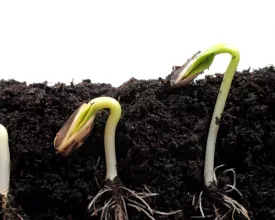 Zelf zaaipotjes maken (video)
