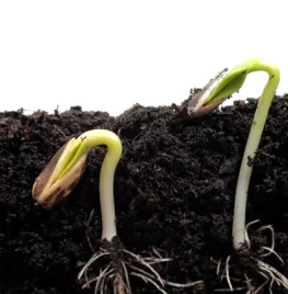 Zelf zaaipotjes maken (video)