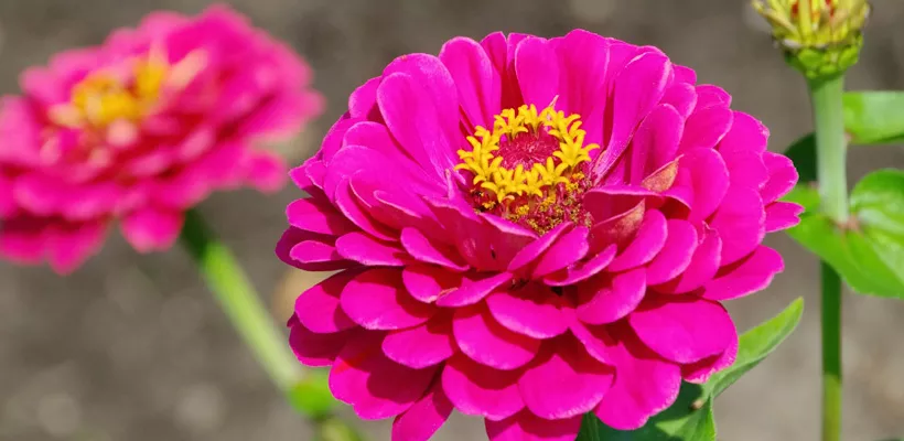 Zaad bestellen van Zinnia