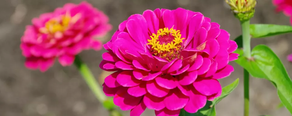 Afbeelding Zaad bestellen van Zinnia