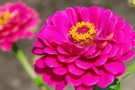 Zaad bestellen van Zinnia