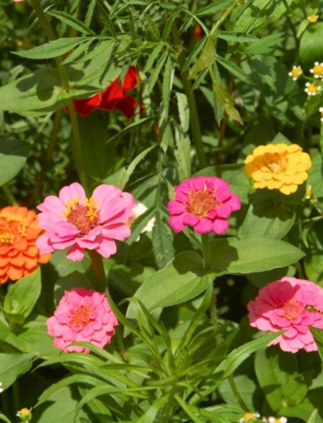 Honderden zinnia’s in één border: John zaait ze allemaal zelf