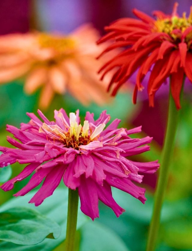 Honderden zinnia’s in één border: John zaait ze allemaal zelf