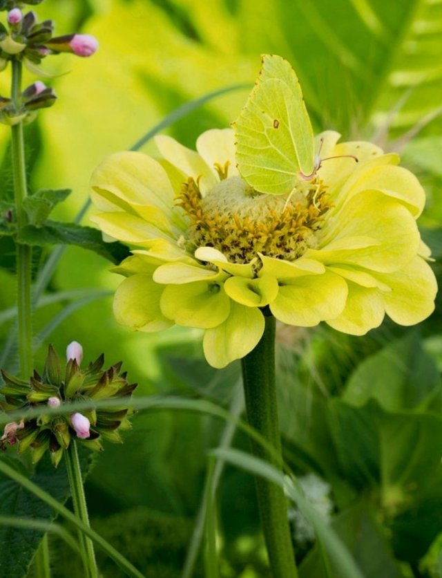 Honderden zinnia’s in één border: John zaait ze allemaal zelf
