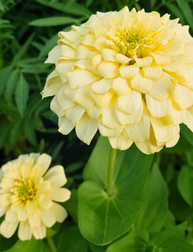Honderden zinnia’s in één border: John zaait ze allemaal zelf