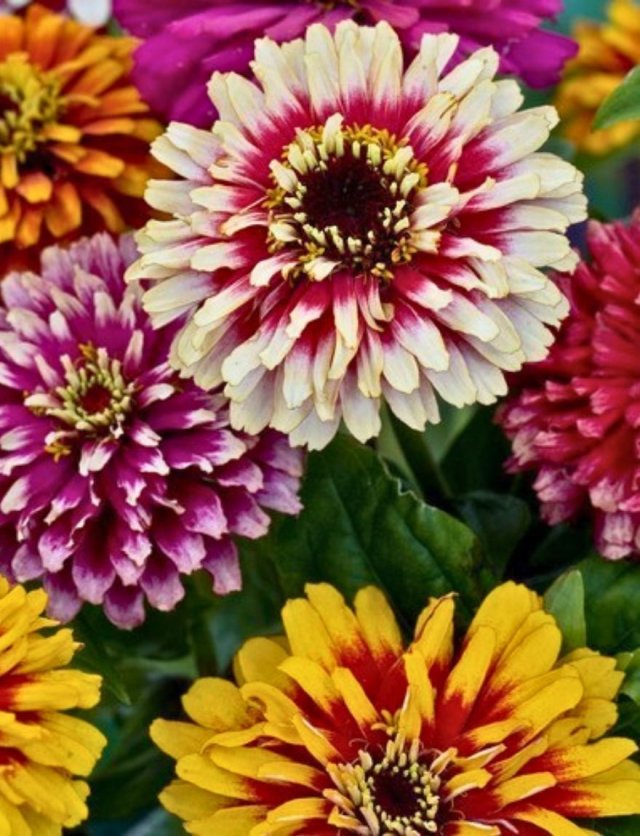 Honderden zinnia’s in één border: John zaait ze allemaal zelf