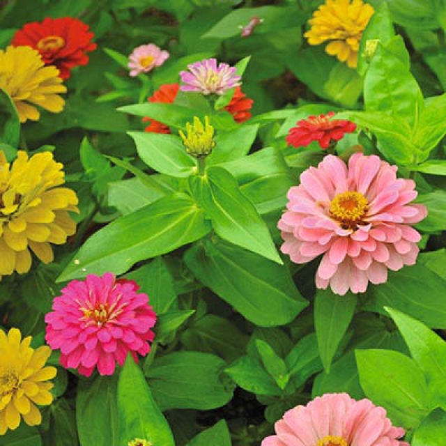 Zaden bestellen van Zinnia, Afrikaantjes, duizendknoop en maskerbloem