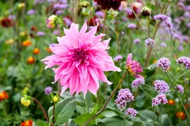 Haal dahlia’s tijdig uit de grond