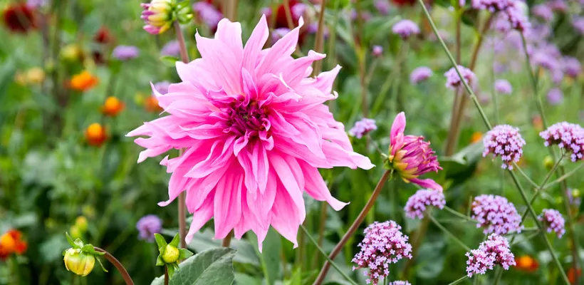 Haal dahlia’s tijdig uit de grond