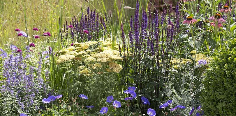 Planten voor een levende tuin