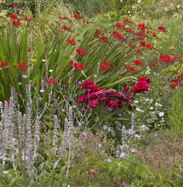 Beplantingsplan voor een zomerborder in rood
