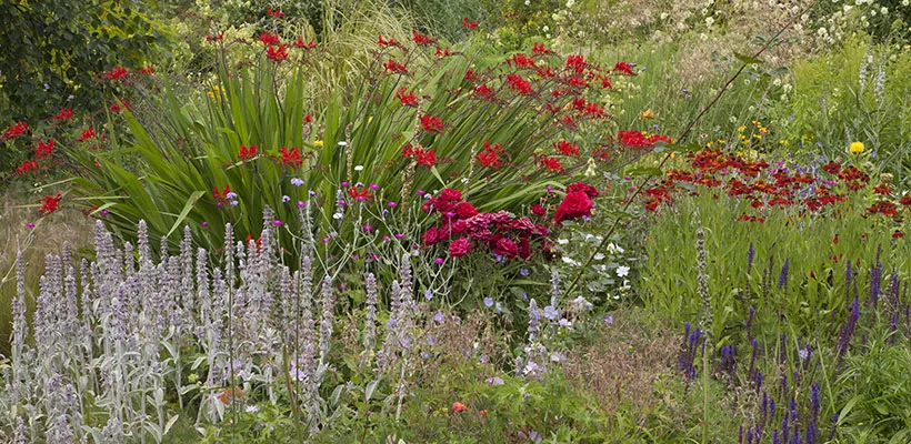 Beplantingsplan voor een zomerborder in rood