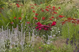 Beplantingsplan voor een zomerborder in rood