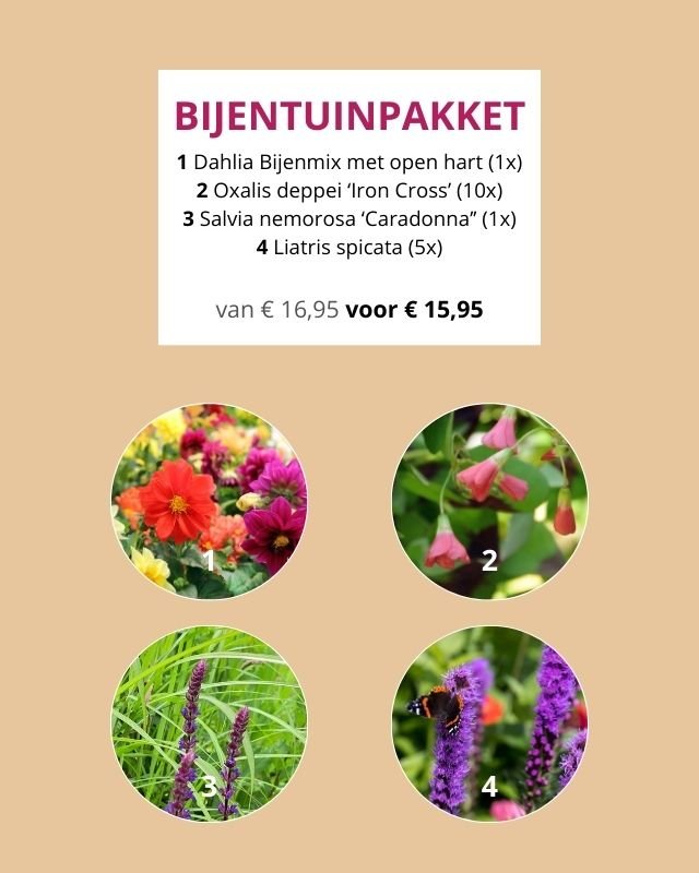 Vier biologische bloeipakketten voor een zomer vol kleur