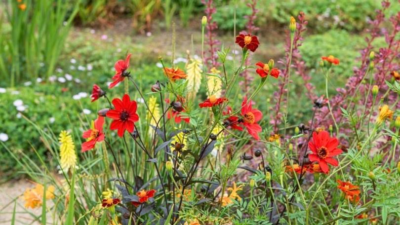 Kleur met zomerbollen: dahlia, crocosmia en gladiool