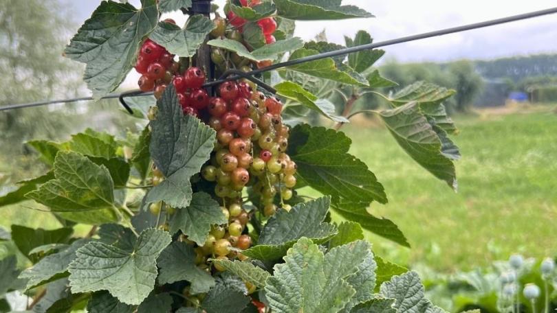 Aalbes kweken in een pot: friszuur en weinig gedoe