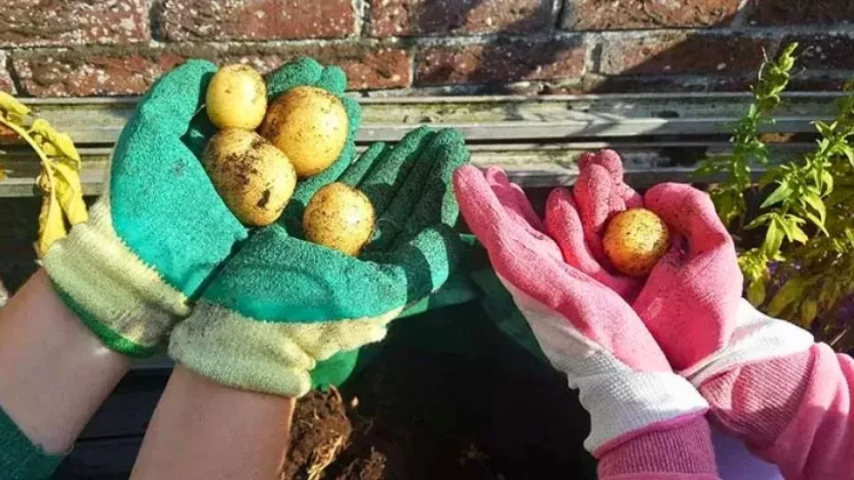 Afbeelding Aardappelen uit een zak: zo kweek je ze op balkon of terras