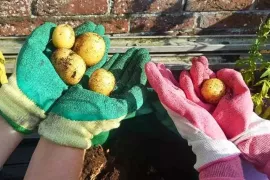 Aardappelen uit een zak: zo kweek je ze op balkon of terras