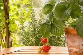 Fruit kweken in een pot: geen tuin nodig, wel eigen oogst