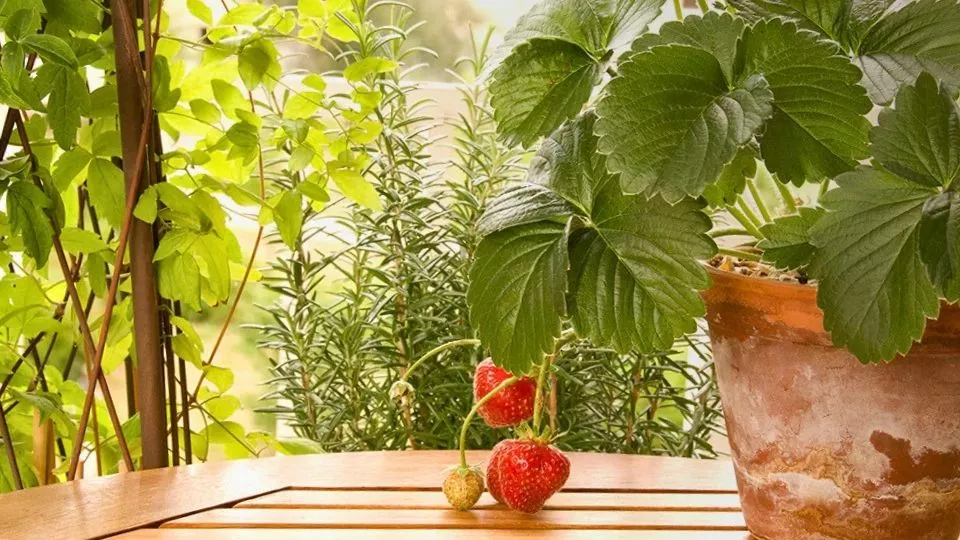 Afbeelding Fruit kweken in een pot: geen tuin nodig, wel eigen oogst