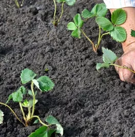 Hoe stek ik aardbeien?