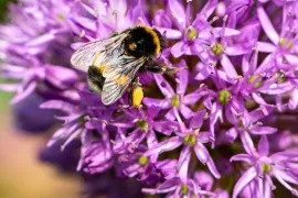 Meer leven in je tuin? Vaak moet je juist minder doen