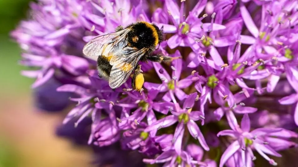 Afbeelding Meer leven in je tuin? Vaak moet je juist minder doen