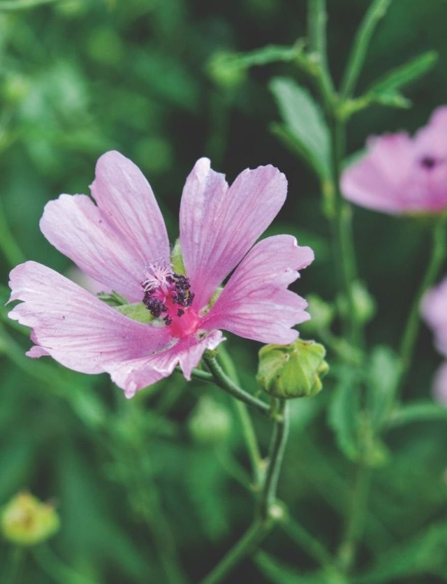 Vaste planten zaaien in de zomer: makkelijker dan je denkt