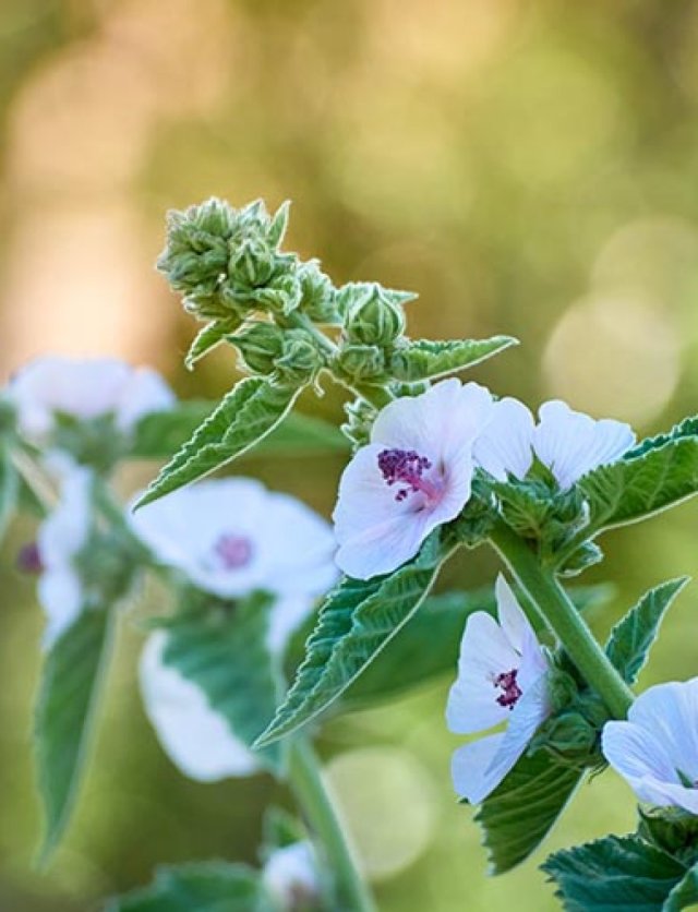 Vaste planten kweken uit zaad: het kost je één winter en een beetje geduld