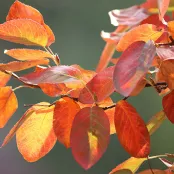 Altijd herfstkleur