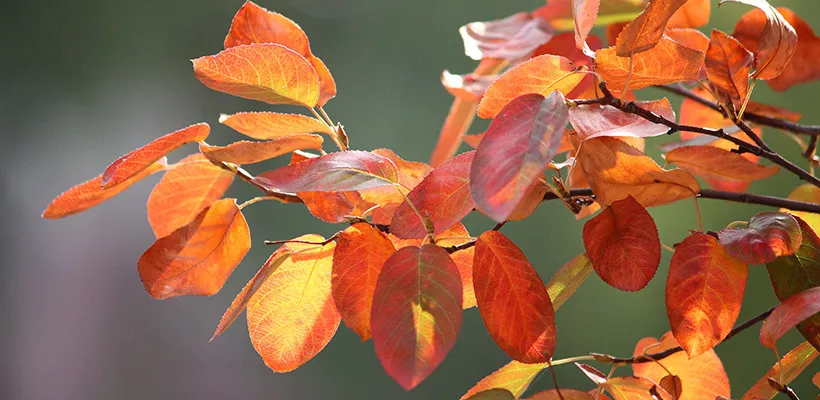 Altijd herfstkleur