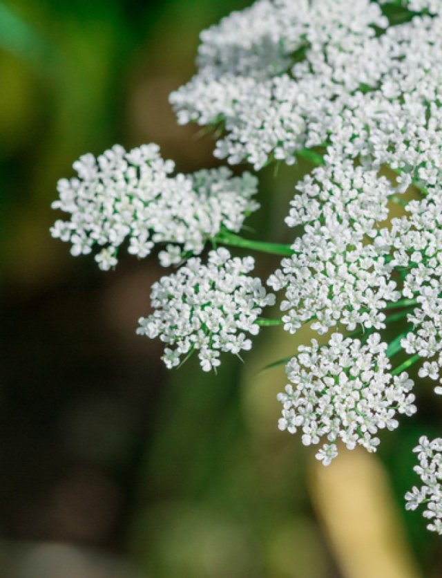 Winterharde eenjarigen: speelse bloemen die overal opduiken