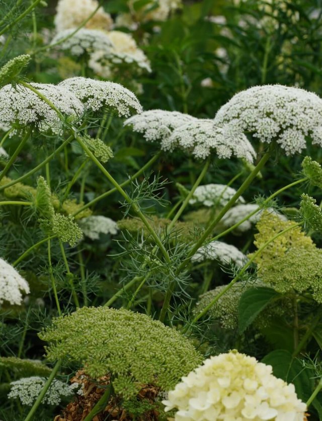 Winterharde eenjarigen: speelse bloemen die overal opduiken