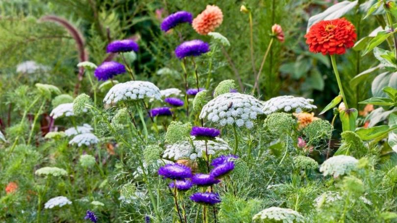 Zaaien voor een fluitenkruidgevoel: 7 schermbloemigen voor een lange zomer
