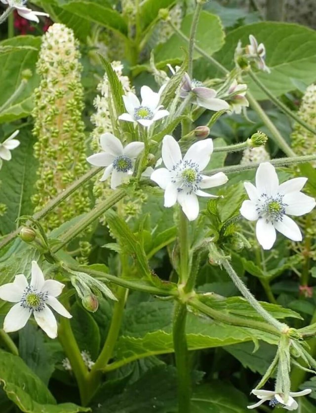 Zelf vaste planten zaaien: bergsteentijm, teunisbloem, anemoon en zeelavas