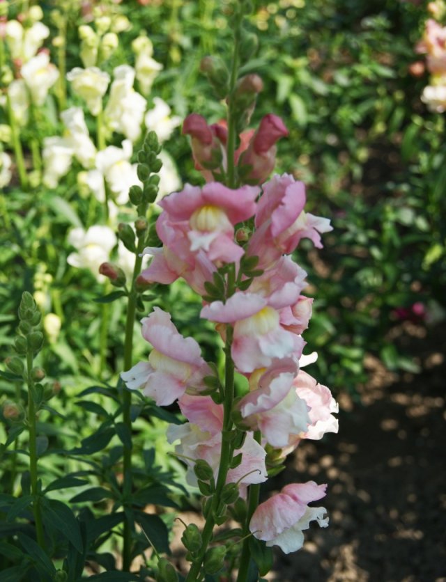 Bloemen zaaien: deze eenjarigen zaai je al vroeg