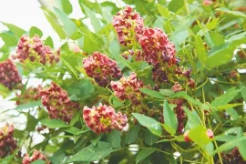 Apios: de klimplant met eetbare knolletjes