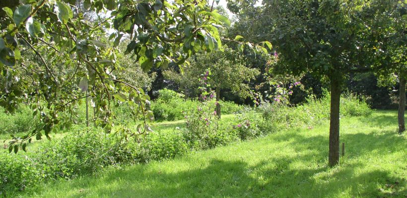 2023 week 35 Appelen en peren paradijs: pomologische tuin Middenbeemster