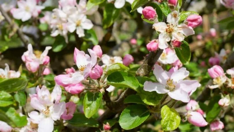 Appelboom kweken in een pot: kies de juiste patioboom
