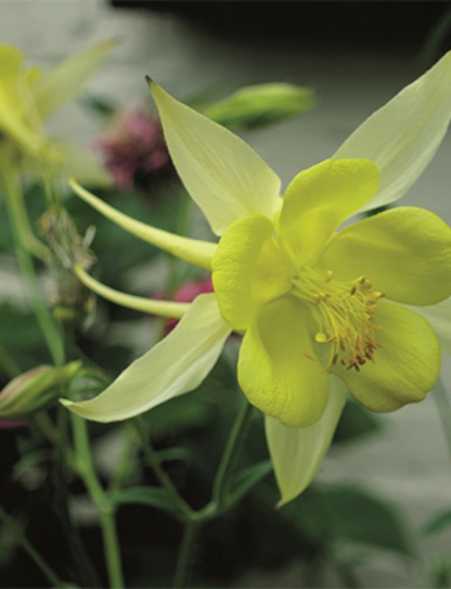 Akelei: de eigenzinnige bloem die door je tuin wandelt