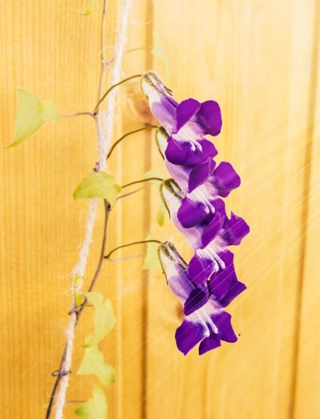 Bloemen zaaien: deze eenjarigen zaai je al vroeg