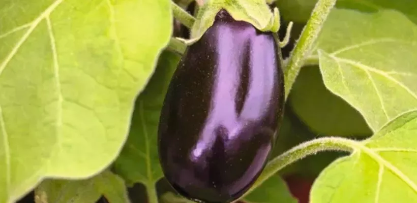 Eigen aubergines? Zaaien begint al in de winter