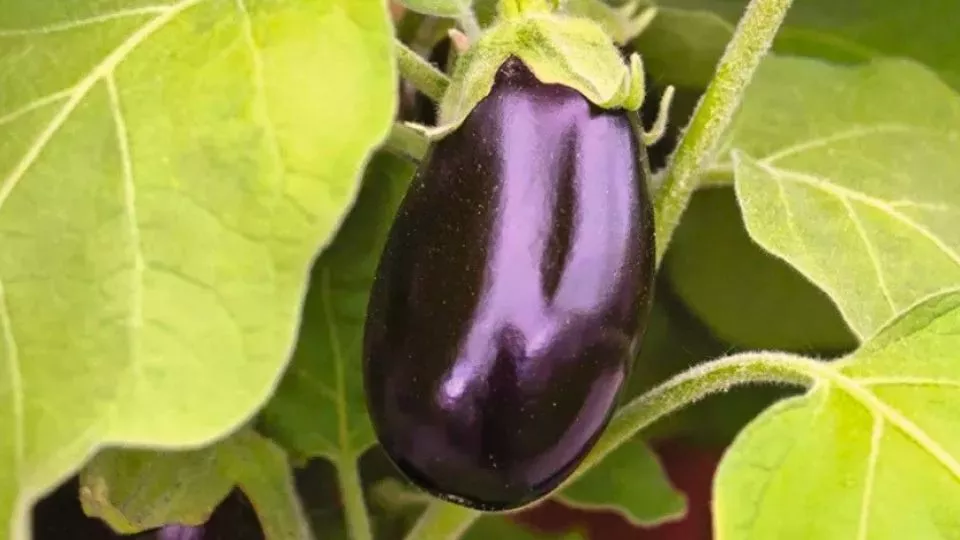 Afbeelding Eigen aubergines? Zaaien begint al in de winter