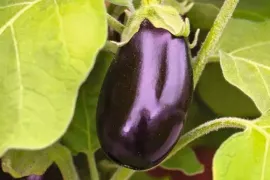 Eigen aubergines? Zaaien begint al in de winter