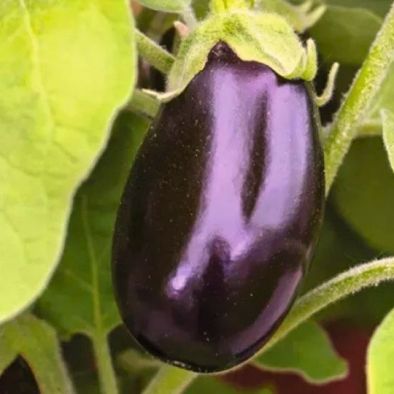 Eigen aubergines? Zaaien begint al in de winter